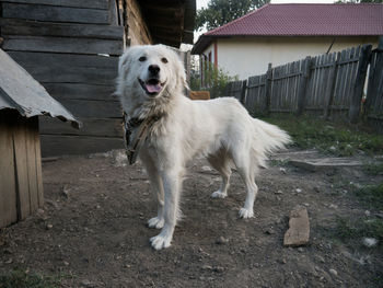 Dog standing in a field with belt