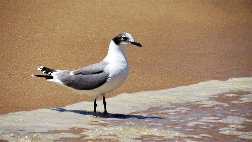 Seagull perching on sand at beach
