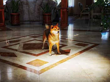 Portrait of dog sitting on tiled floor