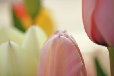 Close-up of pink flower