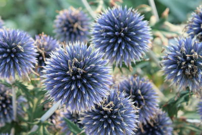 Close-up of purple flowering plants in park