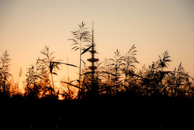 Silhouette plants on field against sky at sunset