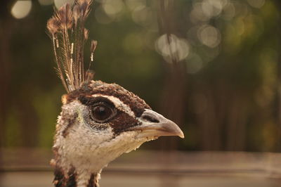 Close-up of a bird