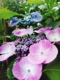 Close-up of pink flowering plant