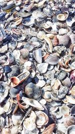 High angle view of seashells on beach