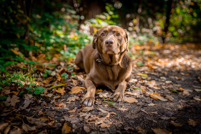 Portrait of a dog on land