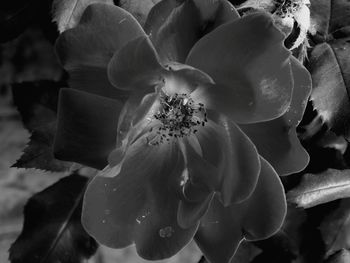 Close-up of flower against blurred background