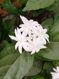 Close-up of white flowering plant