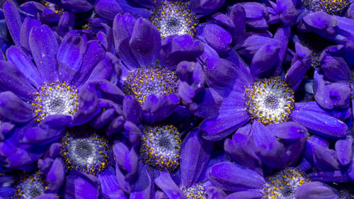 Full frame shot of purple flowering plants