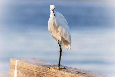 Seagull perching on wooden post