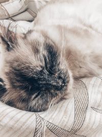 Close-up of cat sleeping on bed