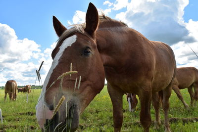 Horses in a field