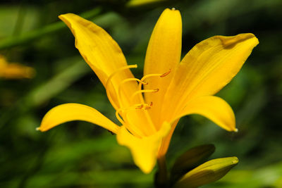 Close-up of yellow lily blooming outdoors