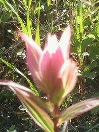 Close-up of pink flowers