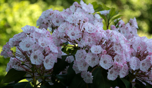 Close-up of  pink flowering plant