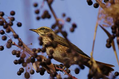 Low angle view of bird perching on branch