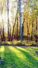 Trees in forest