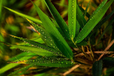 Close-up of water drops on grass