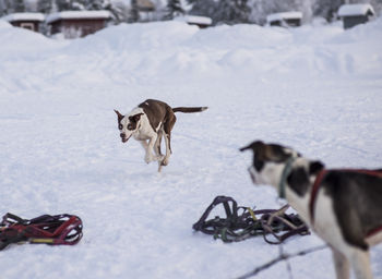 Dogs walking on snow covered field