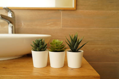 Succulent flowers standing in a modern bathroom decorating the interior