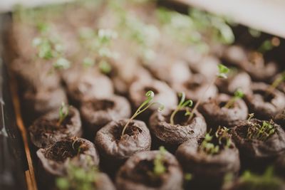 Vegetable sprouts