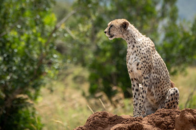 Cheetah on land in forest