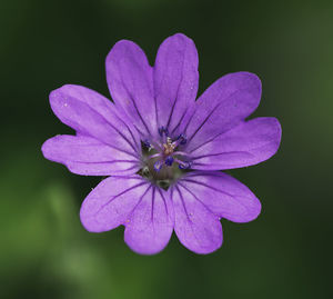 Close-up of pink flower
