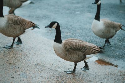 Ducks in a lake