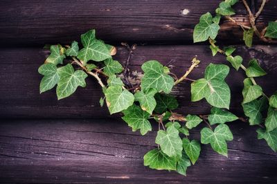 Close-up of plant growing on table
