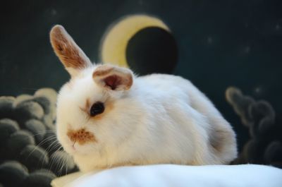 Close-up of white rabbit