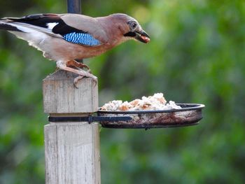 Close-up of bird perching on wood feeder