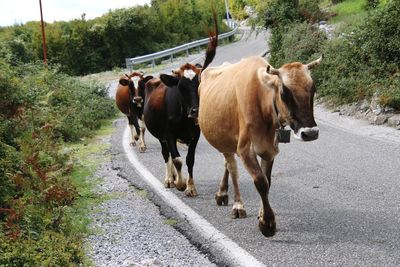 Cows on the road