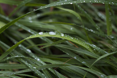 Close-up of water drops on blade of grass