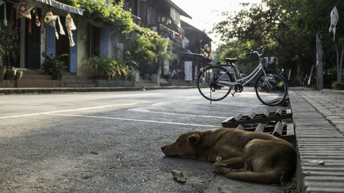 Dog sleeping on street