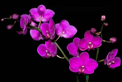 Close-up of pink orchid flowers