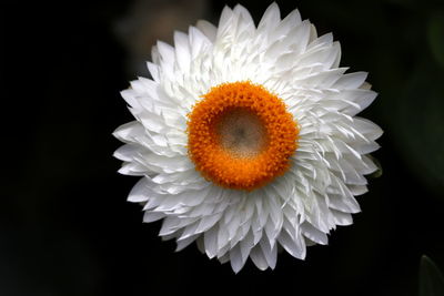 Close-up of white daisy against black background