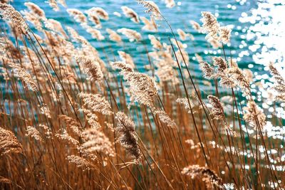 Close-up of wheat growing on field