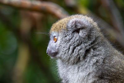 Close-up of an animal