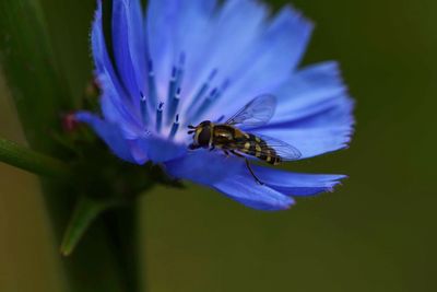 Close-up of honey bee on purple flower