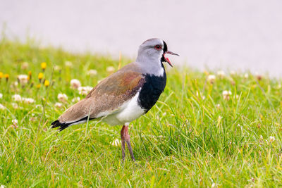 Close-up of a southern lapwing bird on grass