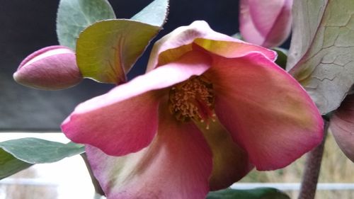 Close-up of pink flowering plant