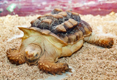 Young aafrican spurred sulcata tortoise geochelone sulcata.