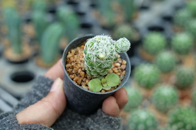 Cropped hand holding cactus