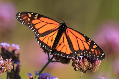 Close-up of butterfly pollinating on purple flower