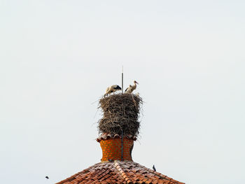 Close-up of bird perching against clear sky