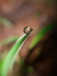 Close-up of green leaf on plant