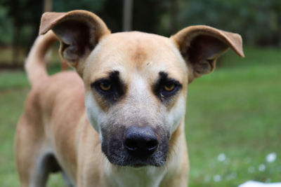 Portrait of dog on field