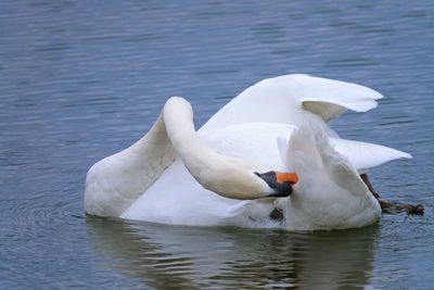 Swan on the lake in the spring