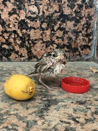 Close-up of bird on table against wall