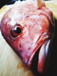 Close-up of fish